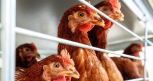 Nowoczesne systemy karmienia drobiu – jak zwiększyć efektywność hodowli? karmienie drobiu