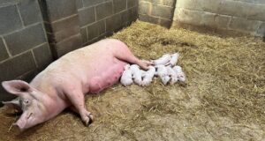 Automatyzacja ścielenia w hodowli trzody chlewnej – oszczędność czasu i lepsze warunki dla tuczników ścielenie tucznikom