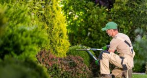 Przycinanie krzewów ozdobnych w ciągu roku: prosty kalendarz ogrodnika przecinanie drzew i krzewow